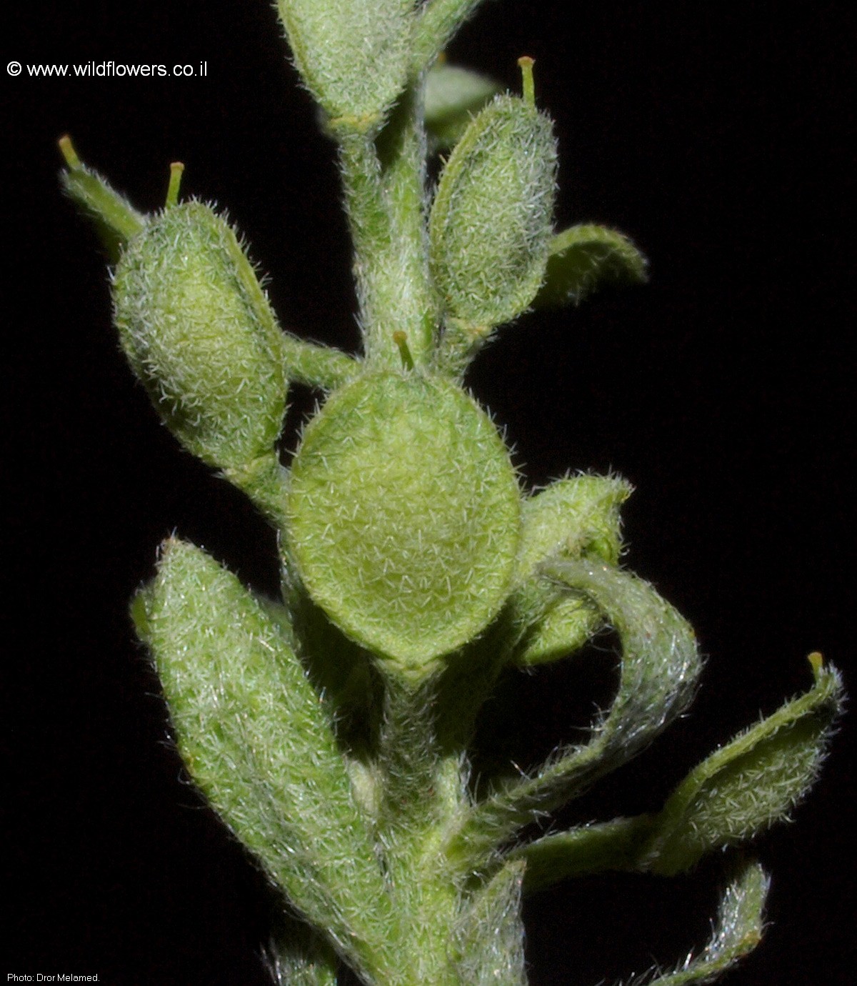 Alyssum simplex
